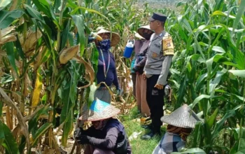 Bhabinkamtibmas Kawal Panen Jagung, Petani Babussalam Tersenyum Lega