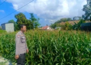 Kehadiran Polisi di Ladang Jagung, Bukti Sinergi Polri dan Petani di Lombok Barat