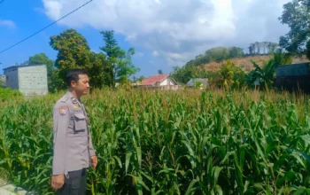 Kehadiran Polisi di Ladang Jagung, Bukti Sinergi Polri dan Petani di Lombok Barat