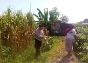 Bhabinkamtibmas dan Petani Bersatu Perkuat Ketahanan Pangan Lokal