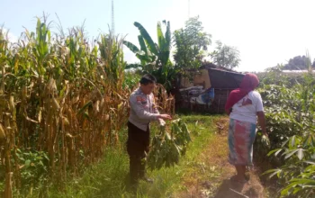 Bhabinkamtibmas dan Petani Bersatu Perkuat Ketahanan Pangan Lokal