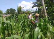 Polsek Kuripan Turun ke Sawah, Dukung Petani Tingkatkan Produksi Jagung
