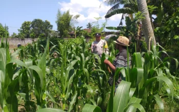 Polsek Kuripan Turun ke Sawah, Dukung Petani Tingkatkan Produksi Jagung