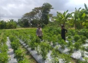 Dorong Kemandirian Pangan Keluarga, Bhabinkamtibmas Dampingi Warga Olah Lahan