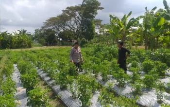Dorong Kemandirian Pangan Keluarga, Bhabinkamtibmas Dampingi Warga Olah Lahan