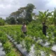 Dorong Kemandirian Pangan Keluarga, Bhabinkamtibmas Dampingi Warga Olah Lahan