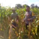 Sinergi Polsek Kuripan dan Warga Jagaraga, Panen Jagung Jadi Bukti Nyata