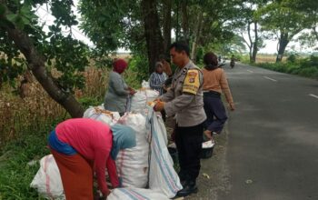 Sinergi Petani dan Polri di Lombok Barat Hasilkan Panen Jagung Melimpah