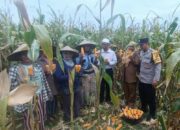 Panen Jagung di Babussalam, Polri Jadi Sahabat Petani Lombok Barat