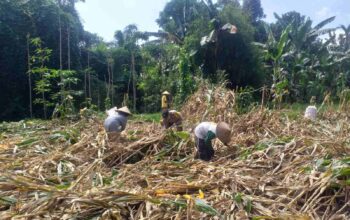 Kemandirian Pangan: Bhabinkamtibmas Kuripan Kunjungi Petani Jagung