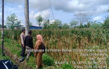 Bhabinkamtibmas Kediri Lobar dan PPL Tinjau Panen Jagung, Jaga Kestabilan Pangan Desa