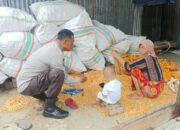 Bhabinkamtibmas Lombok Barat Dukung Distribusi Jagung ke Bulog