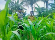 Langkah Polsek Labuapi Wujudkan Ketahanan Pangan Lokal