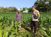 Langkah Polsek Batulayar Perkuat Ketahanan Pangan Desa
