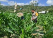 Sinergi Polsek Gerung dan Petani Jaga Stok Pangan