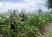 Strategi Polsek Gerung Perkuat Pangan di Dusun Barabokong