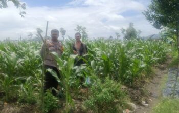 Strategi Polsek Gerung Perkuat Pangan di Dusun Barabokong