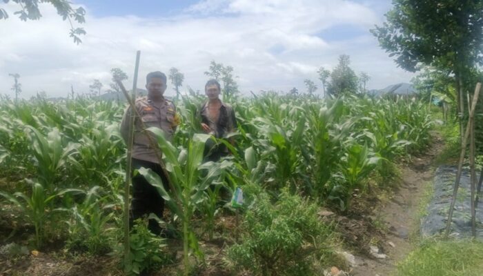 Strategi Polsek Gerung Perkuat Pangan di Dusun Barabokong